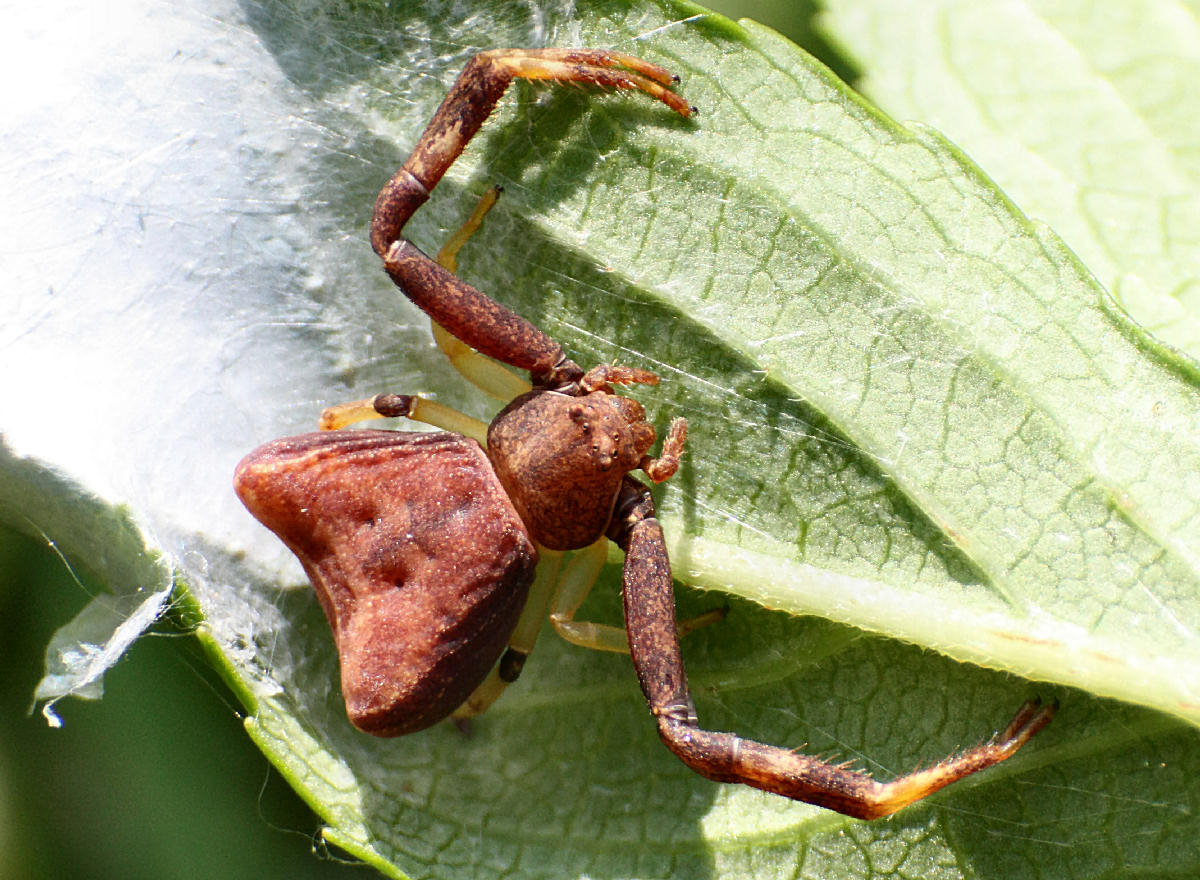 Pistius truncatus - Lesmo (MB)